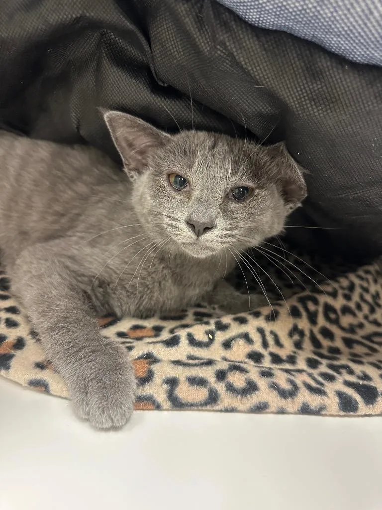 A baby small-sized female Domestic Short Hair cat named Puff for adoption in Johnson City, TN