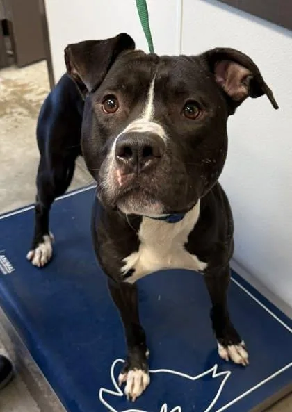 An adult large-sized male Pit Bull Terrier dog named Miles for adoption in Bowling Green, KY