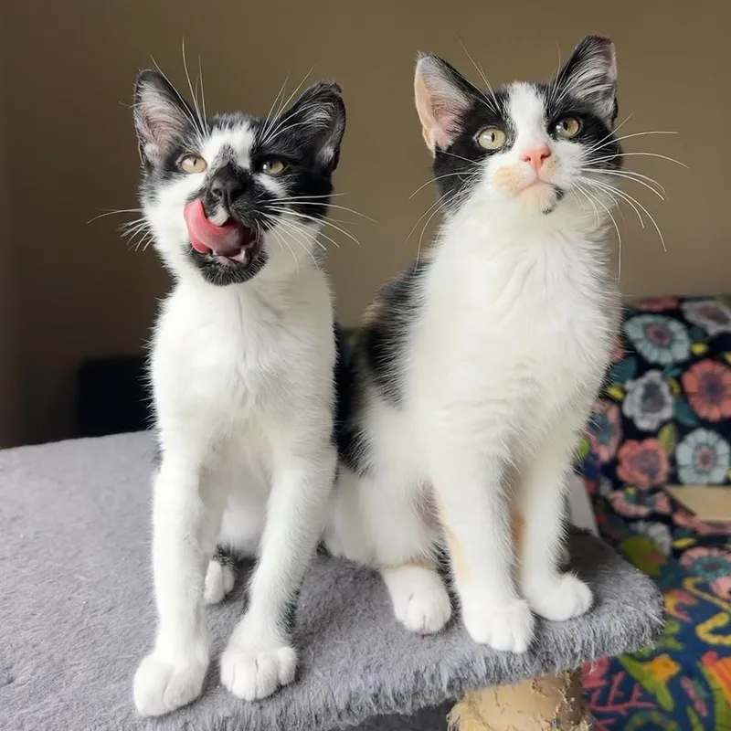 A baby small-sized male Black & White / Tuxedo Domestic Short Hair cat named Santino for adoption in Panama City Beach, FL