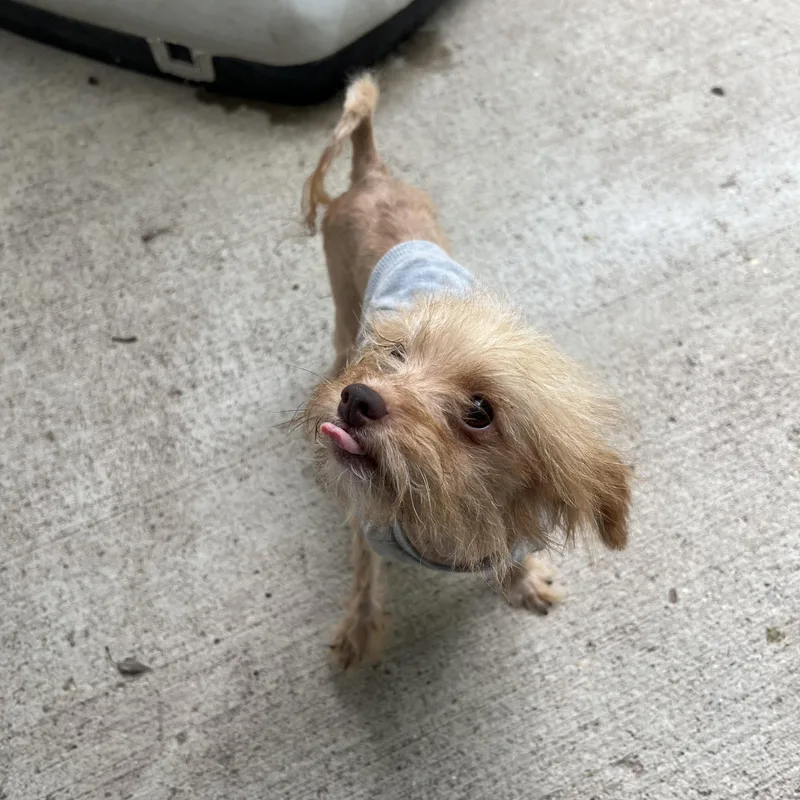 An adult small-sized male Apricot / Beige Yorkshire Terrier dog named Titanium for adoption in Fairmont, MN
