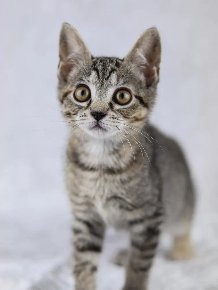 A baby small-sized female Domestic Short Hair cat named Bug for adoption in Lewisburg, TN