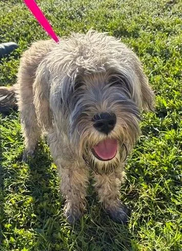 A young medium-sized male Schnauzer dog named Grayson for adoption in Madison, NJ