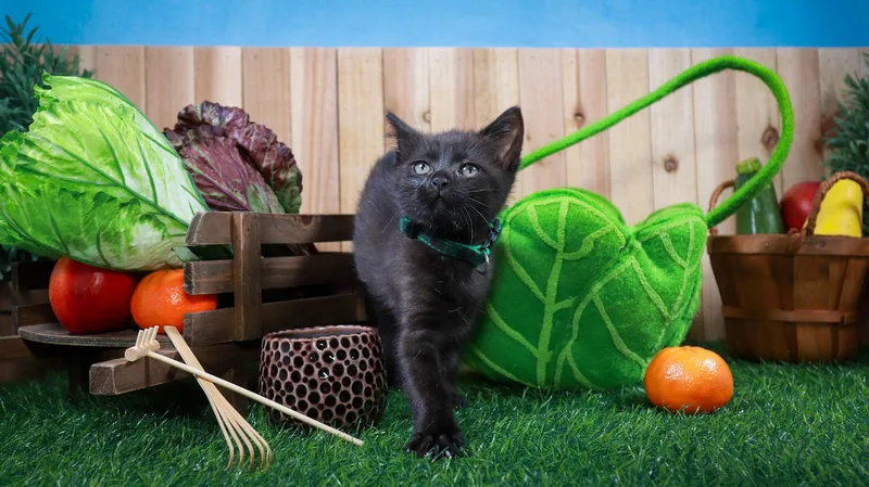 A baby small-sized female Black Bombay cat named Clover for adoption in Parker, TX