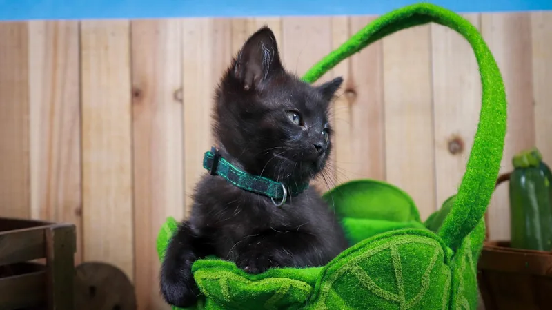 Clover thumbnail 5
