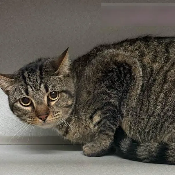 An adult large-sized female Brown / Chocolate Domestic Short Hair cat named Galette for adoption in Austin, TX