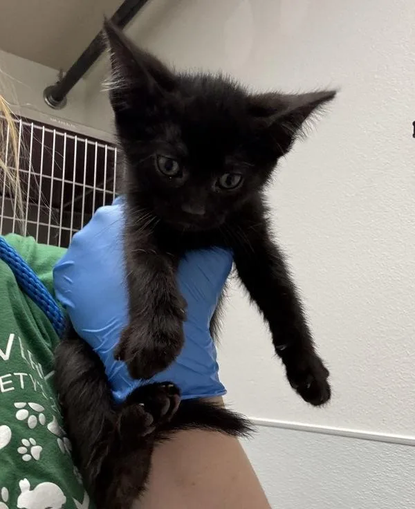 A baby medium-sized male Domestic Short Hair cat named Mars for adoption in Silverdale, WA