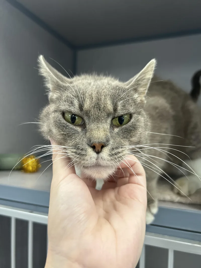 An adult medium-sized female Tabby (Gray / Blue / Silver) Domestic Short Hair cat named Grandmother Willow for adoption in Bardstown, KY