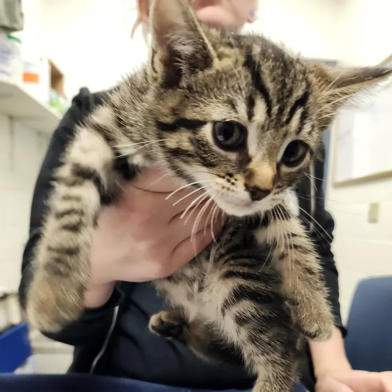A baby small-sized female Brown / Chocolate Domestic Short Hair cat named Tabitha for adoption in Pittsburgh, PA
