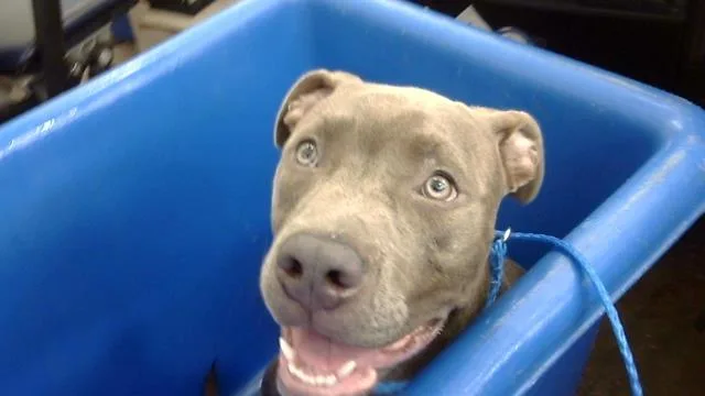 A young large-sized female Mixed Breed dog named Merida for adoption in Dallas, TX