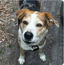 An adult large-sized male Catahoula Leopard Dog dog named Marky Mark for adoption in Tavares, FL