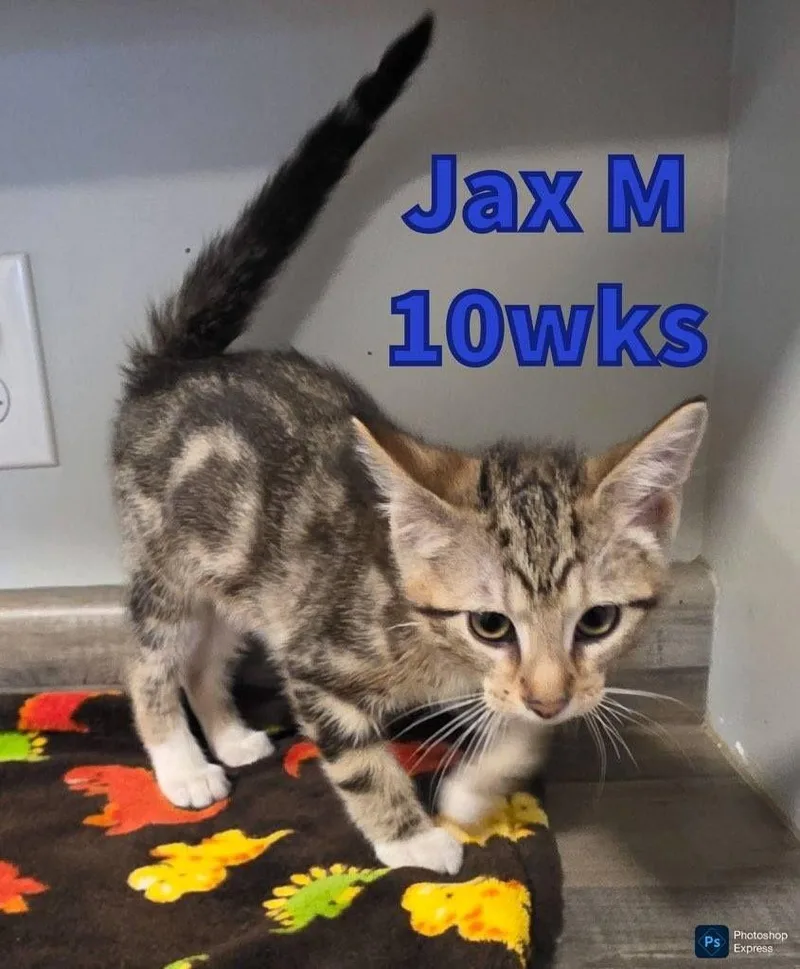 A baby medium-sized male Tabby (Brown / Chocolate) Domestic Short Hair cat named Jax for adoption in Liberty, MO