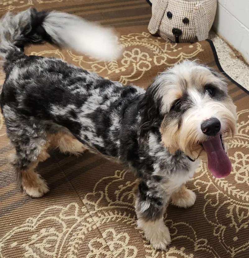 A young medium-sized male Bernedoodle dog named Levi for adoption in Smithfield, PA