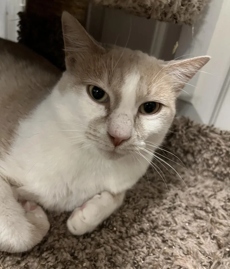 Jasper "morrison" thumbnail 2