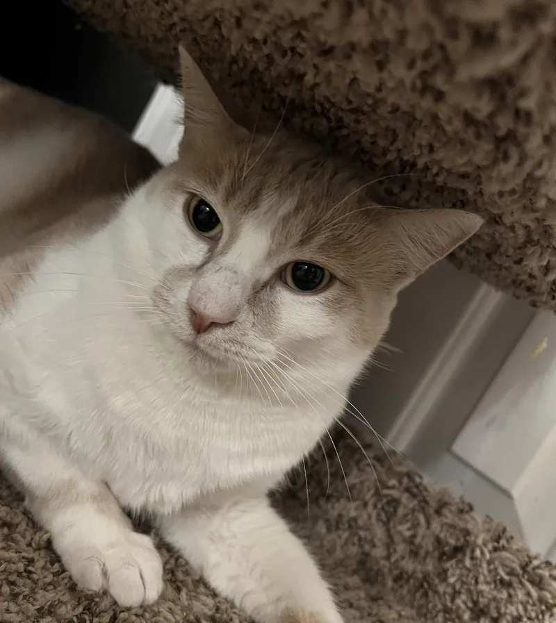 Jasper "morrison" thumbnail 3