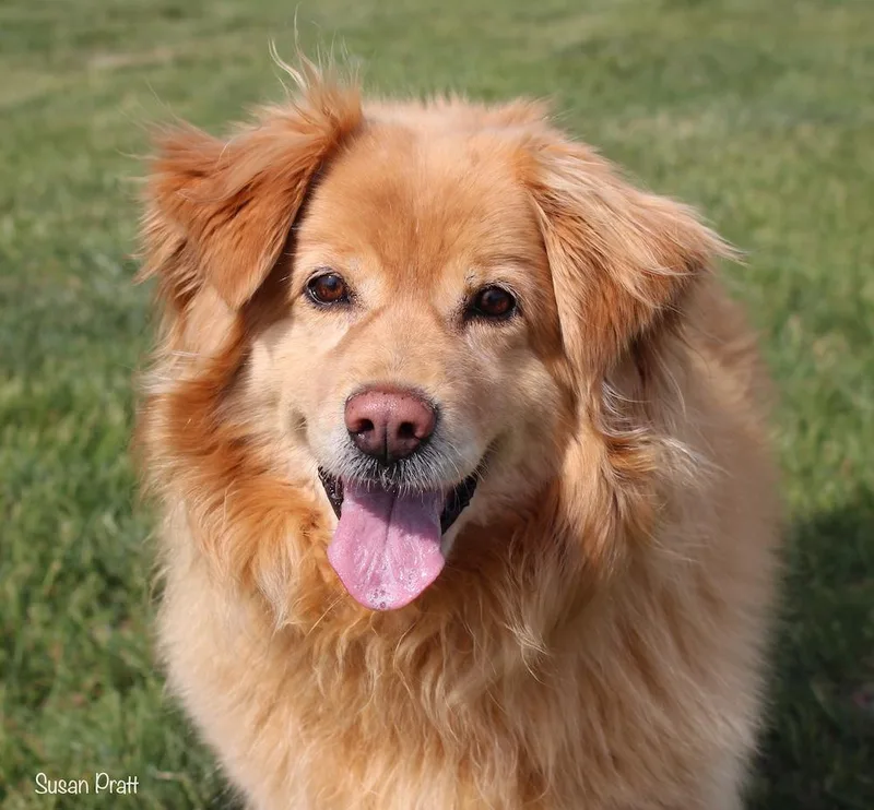 A senior medium-sized female Golden Retriever dog named Gracie for adoption in Bedford, VA