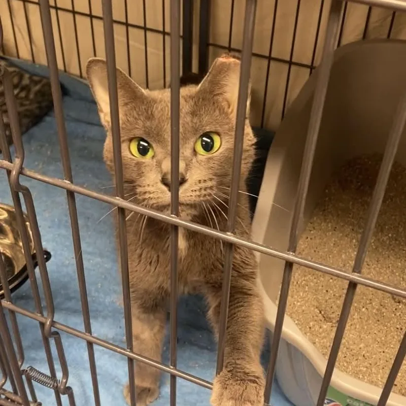 A young medium-sized female Gray & White Domestic Short Hair cat named Briar Rose for adoption in Royal Oak, MI