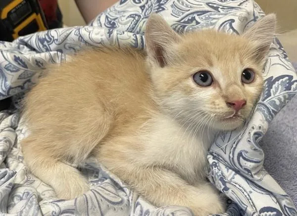 A baby small-sized male Domestic Short Hair cat named Latigra for adoption in Oceanside, CA