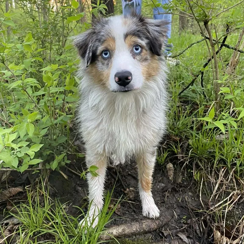 An adult medium-sized female Gray / Blue / Silver Australian Shepherd dog named Heidi J for adoption in Olathe, KS