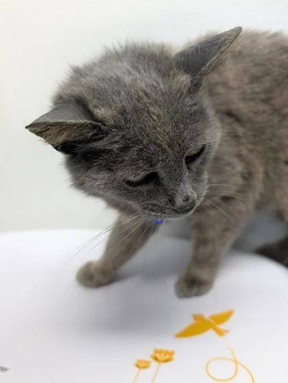 A senior small-sized female Domestic Short Hair cat named Smokie for adoption in West Chester, PA