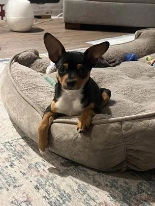 A baby small-sized female Jack Russell Terrier dog named Muffin for adoption in Sacramento, CA