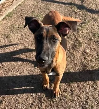 A young large-sized female Dutch Shepherd dog named Shona for adoption in Bloomfield, CT