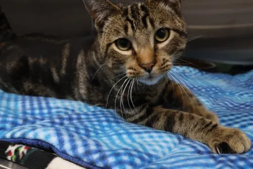 An adult medium-sized male Domestic Short Hair cat named Goose for adoption in Thief River Falls, MN