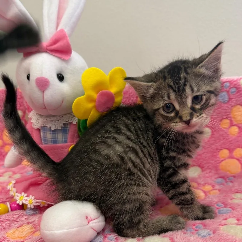 A baby small-sized female Brown / Chocolate Domestic Short Hair cat named Lotus for adoption in Houston, TX