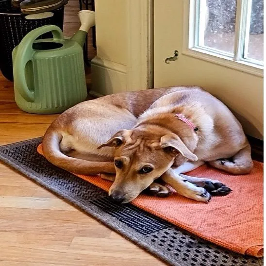 An adult medium-sized female Yellow / Tan / Blond / Fawn Mixed Breed dog named Alpharetta  Tien for adoption in Blairsville, GA