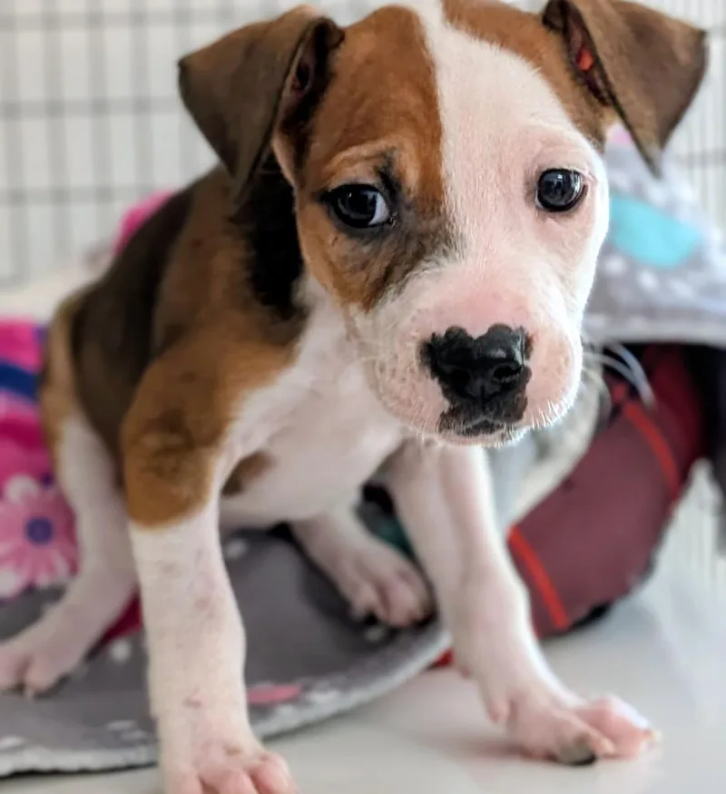 A baby small-sized female Mixed Breed dog named Cutie for adoption in St. Augustine, FL