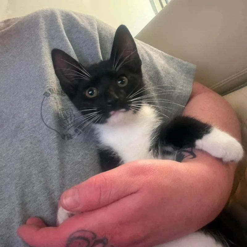 A baby small-sized male Black Domestic Short Hair cat named Harold the Cheese Wizard for adoption in Inwood, WV