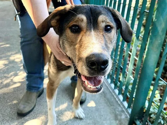 A young small-sized male German Shepherd Dog dog named Nugget for adoption in Santa Rosa, CA
