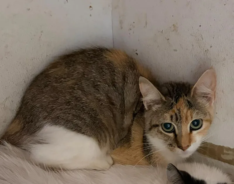 A young medium-sized female Domestic Short Hair cat named Angel for adoption in Ada, OK