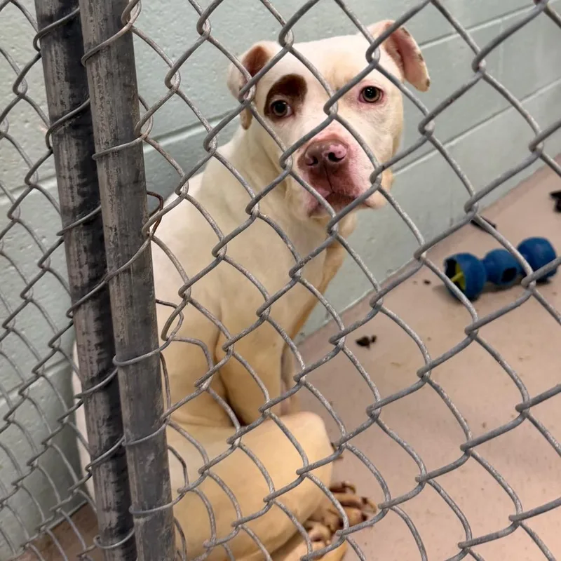 An adult medium-sized male Red / Chestnut / Orange Mixed Breed dog named Spot for adoption in Newark, NJ