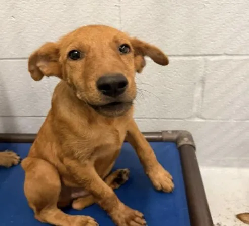 A baby medium-sized male Golden Retriever dog named Dee for adoption in Elgin, TX