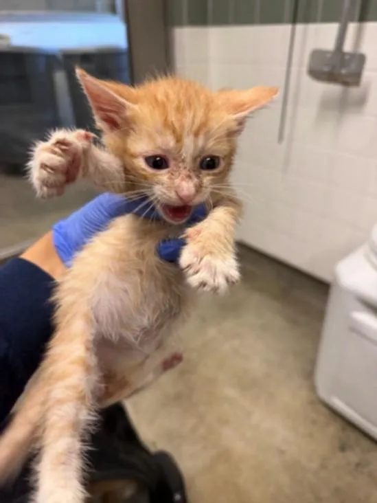 A baby small-sized male Domestic Short Hair cat named Rori for adoption in Van Nuys, CA