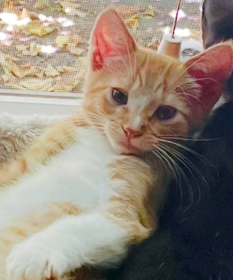 A baby medium-sized male Orange & White Tabby cat named ClancyC for adoption in North Highlands, CA