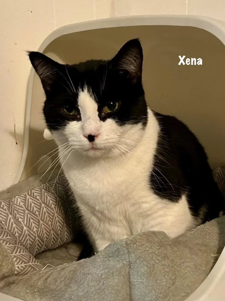 A senior medium-sized female Domestic Short Hair cat named Xena for adoption in Windsor, CT