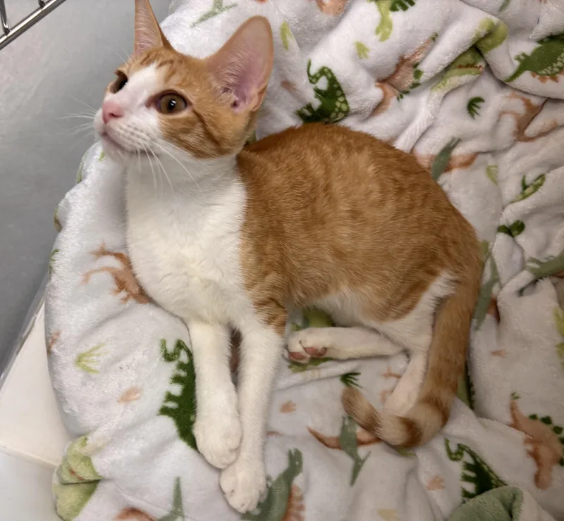 A young medium-sized male Domestic Short Hair cat named Sheldon for adoption in Terryville, CT