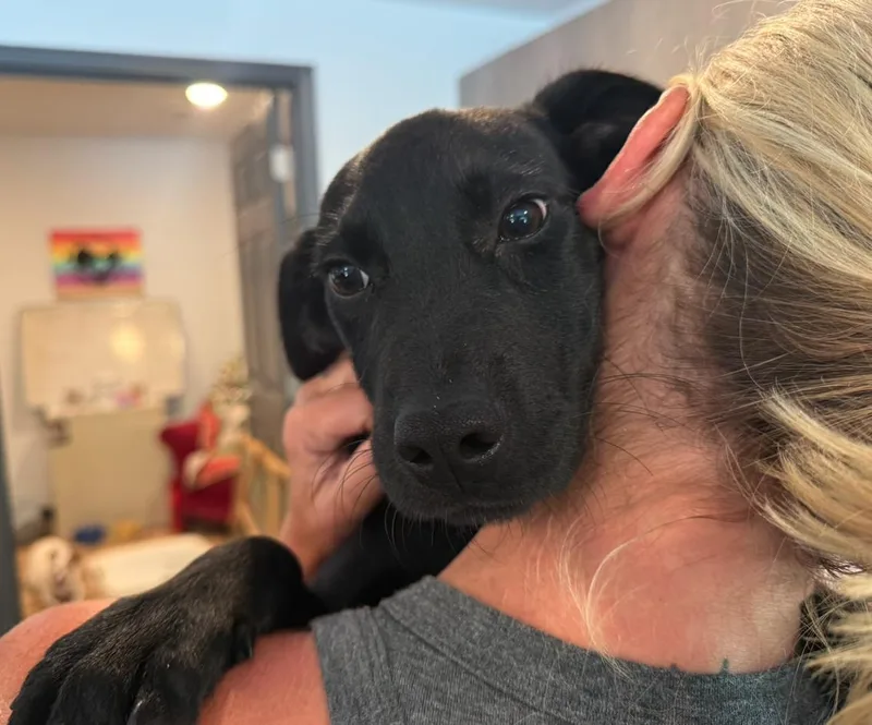 A young medium-sized male Black Labrador Retriever dog named Maximus for adoption in Reeds Spring, MO