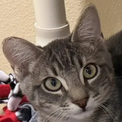 A baby medium-sized male Domestic Short Hair cat named Gio for adoption in Pleasanton, CA