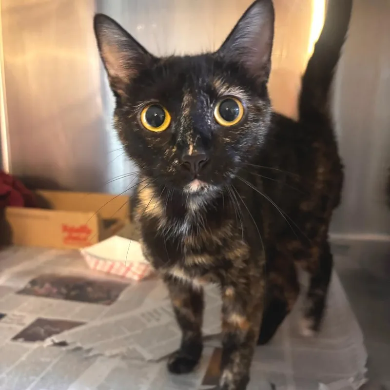 Luna La Tortie thumbnail 2