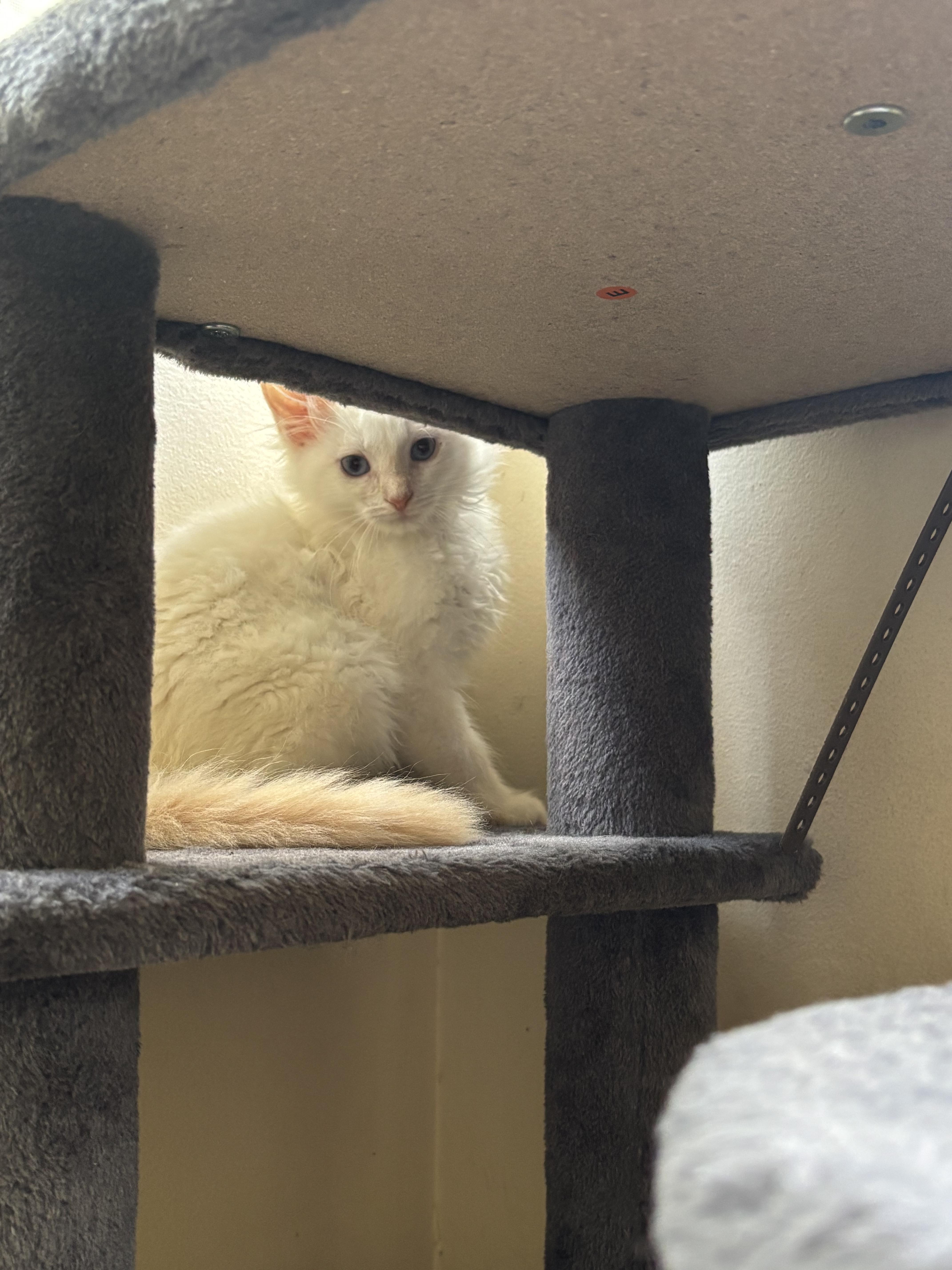A baby small-sized female Siamese cat named Uno for adoption in Bethel Park, PA