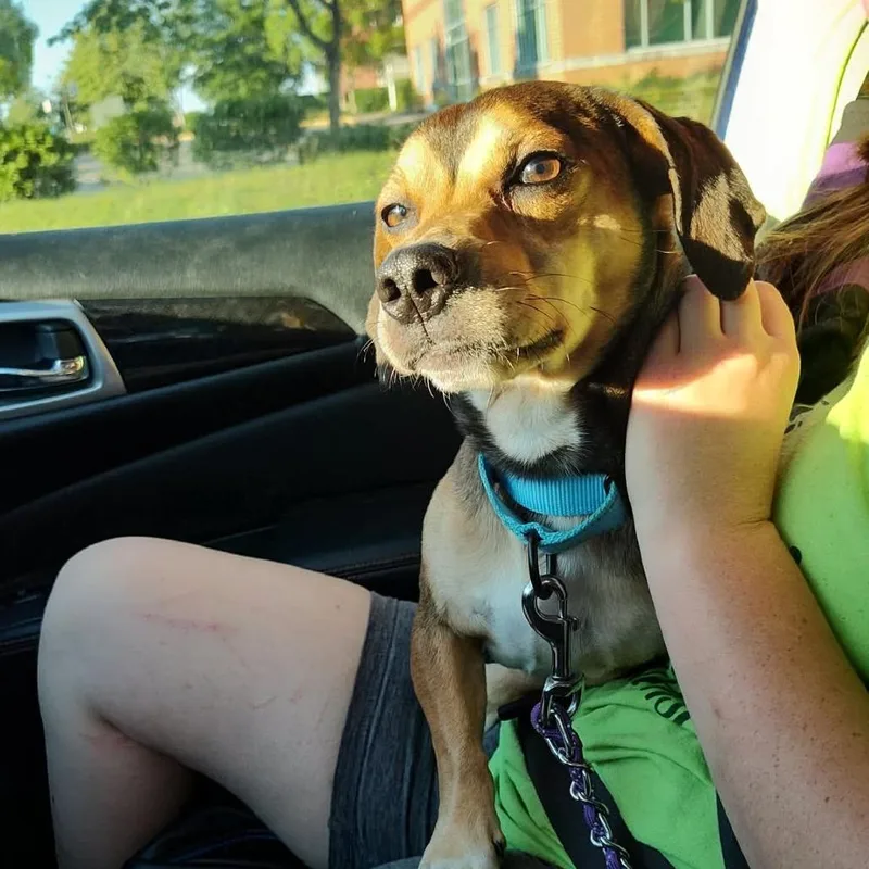 An adult small-sized male Yellow / Tan / Blond / Fawn Mixed Breed dog named Bibbidi for adoption in Fredericksburg, VA