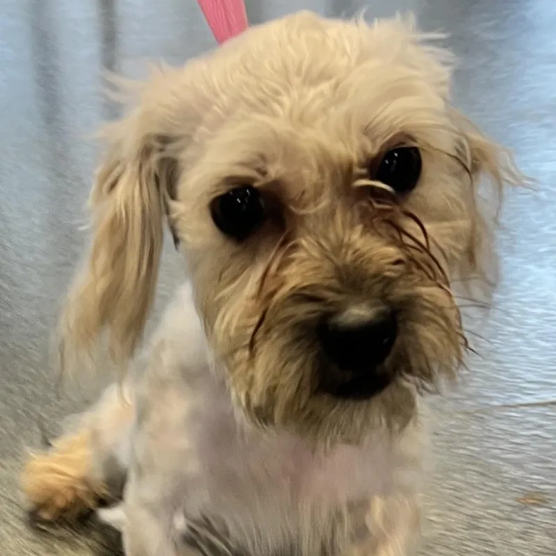 Jude Paw thumbnail 2