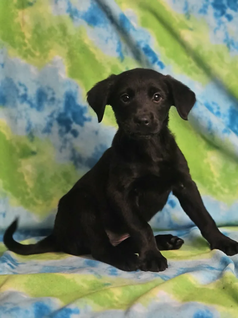 A baby large-sized female Black Rottweiler dog named Omelet for adoption in East Sparta, OH