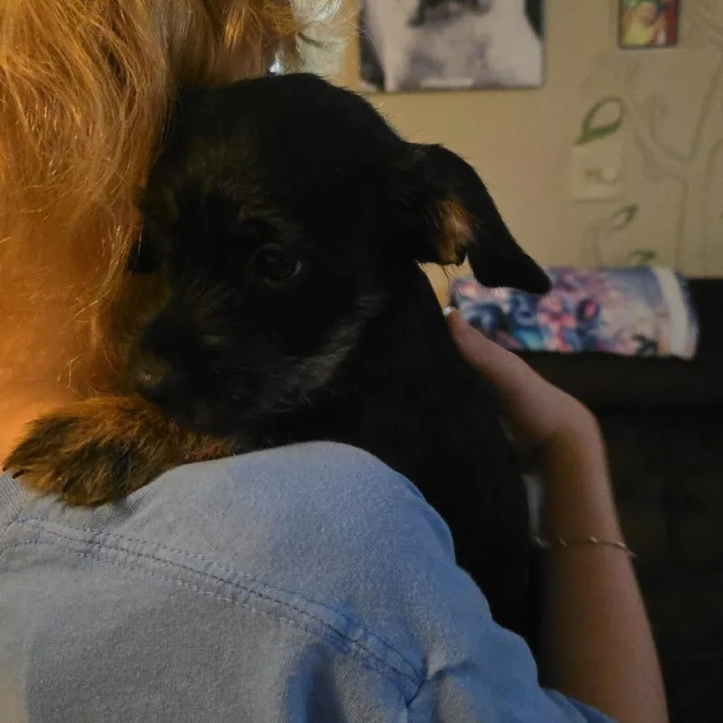 A baby small-sized male Black Mixed Breed dog named Curtin for adoption in Fredericksburg, VA