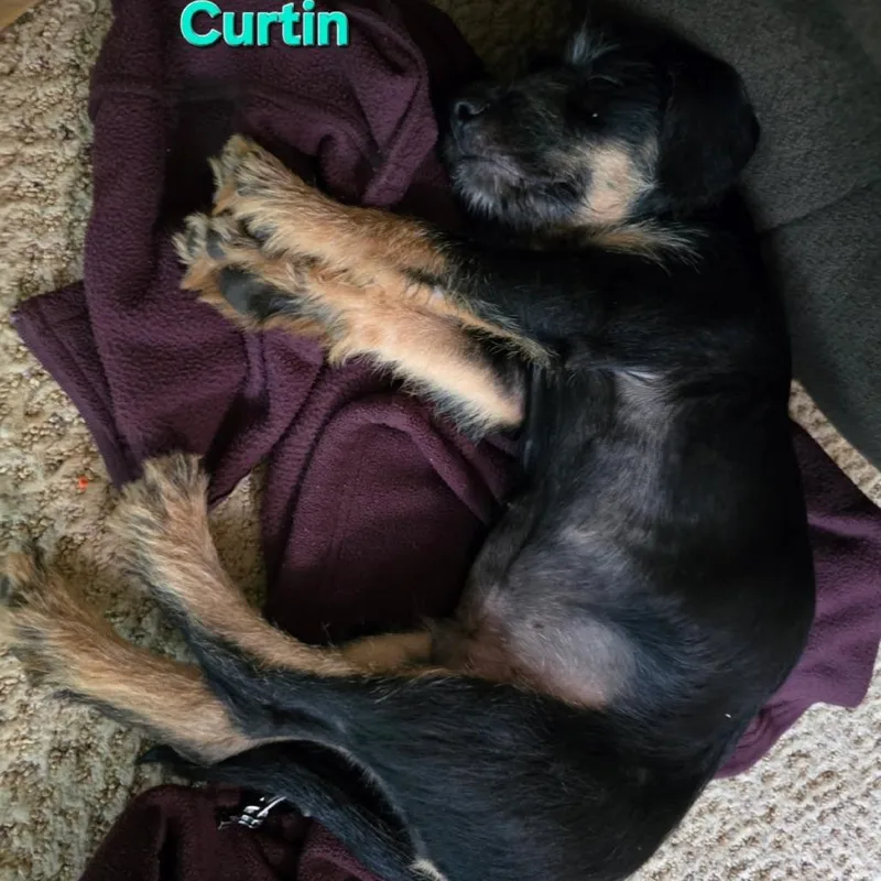 Curtin thumbnail 3