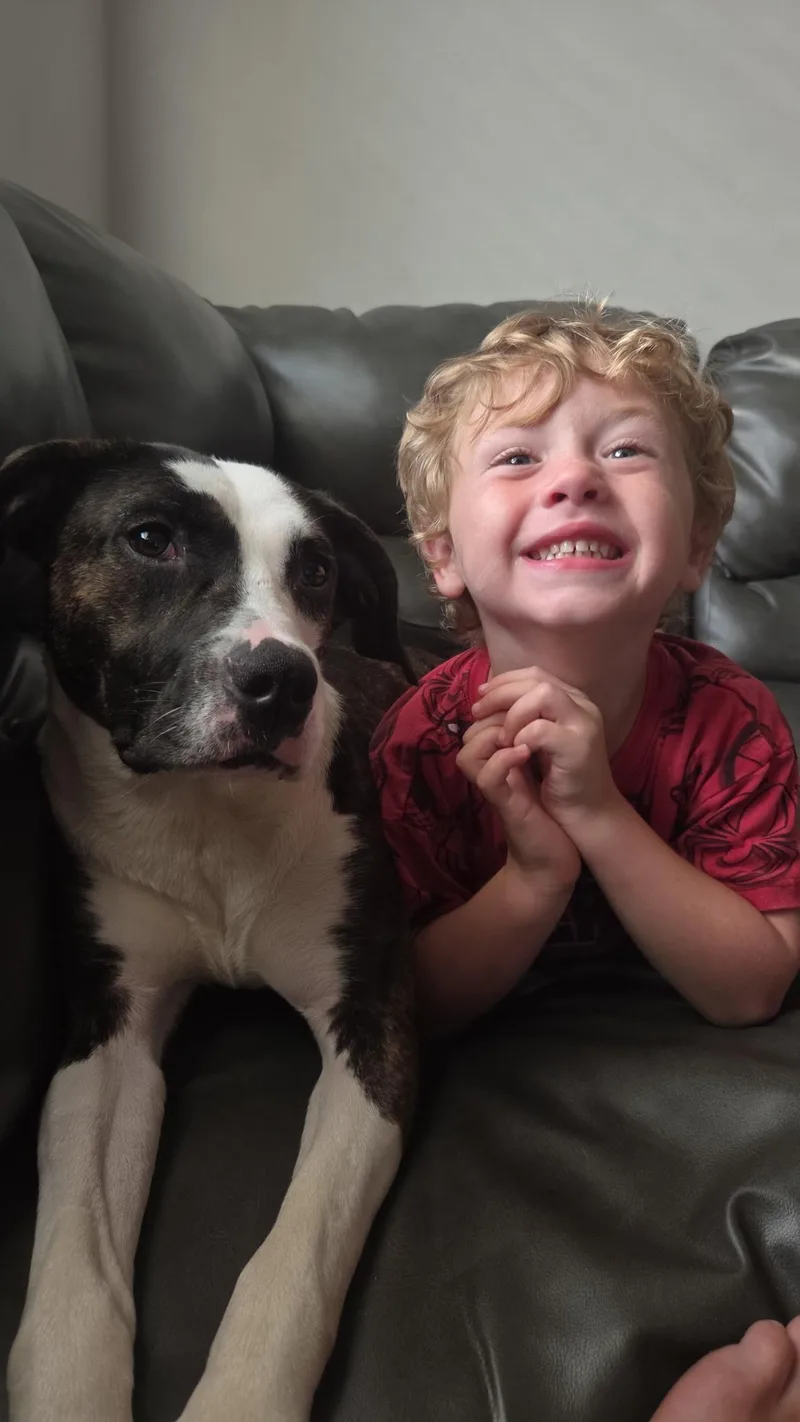 An adult medium-sized female Boxer dog named Cora for adoption in tampa, FL