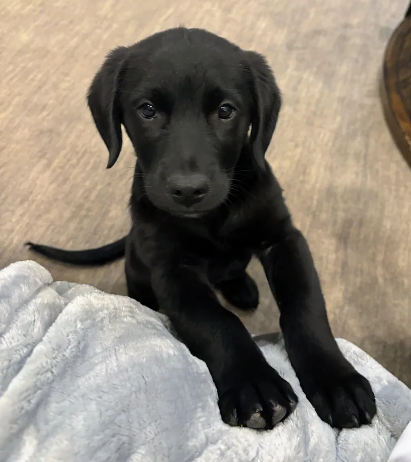 A baby medium-sized male Black Australian Shepherd dog named Chase for adoption in Bella Vista, AR