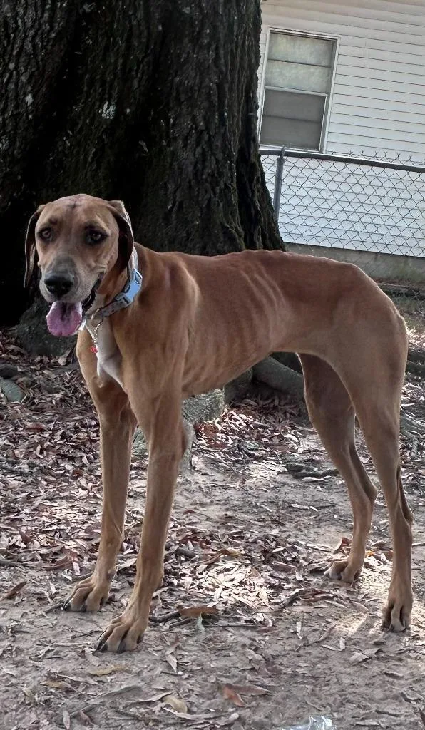 An adult large-sized female Greyhound dog named Zumie for adoption in Little Rock, AR